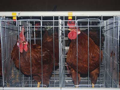 A type breed cage design