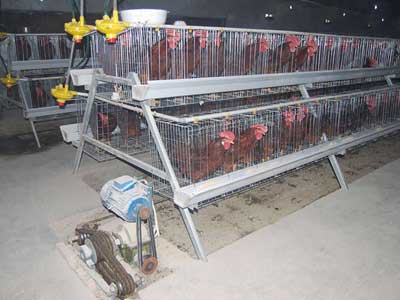 A type breed cage hot sale