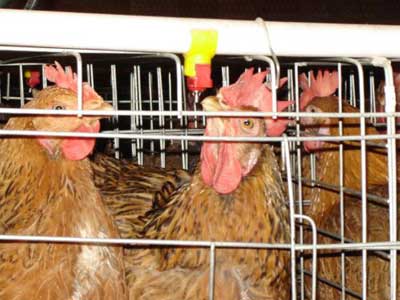 Breeding cage chicken feed drinking