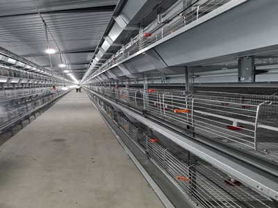 H type broiler cage system