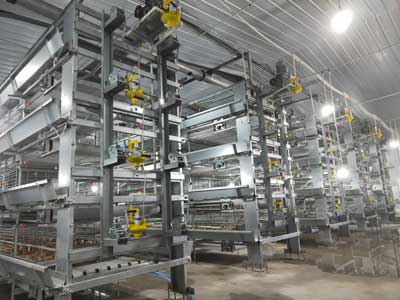 H type broiler system product cage