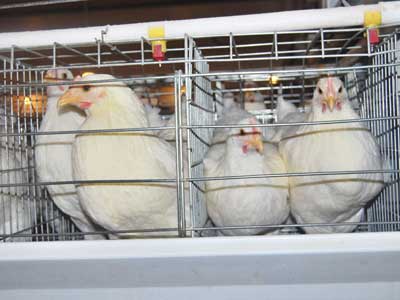 a frame breed cage chicken system