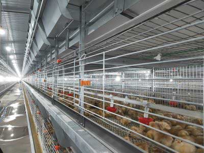 baby chicken cages system manufacture