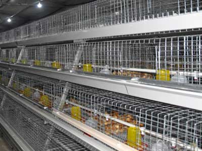 baby chick cage hot sale