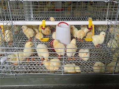 baby chicken coops price
