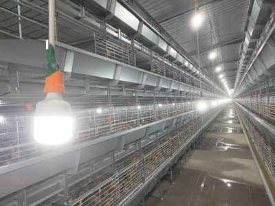 broiler CAGE system design AUTOMATIC