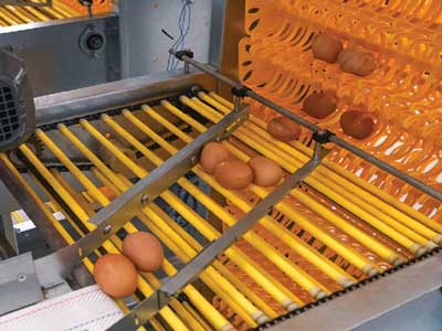 egg collect convey box