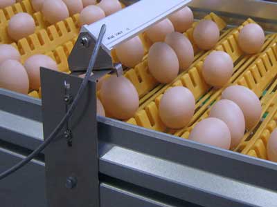 egg collect counter device