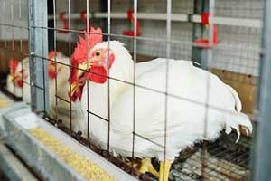hompage broiler chickens cage