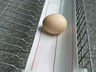 Chicken cage Egg collect protect line fiber