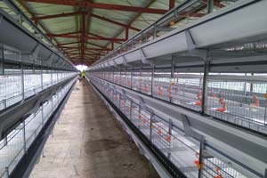 H type pullet cage alley