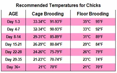 Poultry Chicks Brooding Temperature Chart