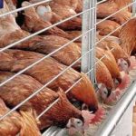 hen cage for sale near me