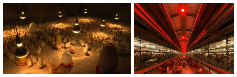 led lights for laying hens