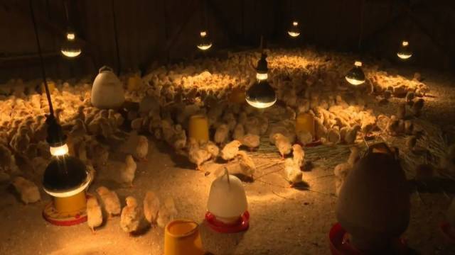 led poultry lighting