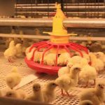 chicken brooder cage seo