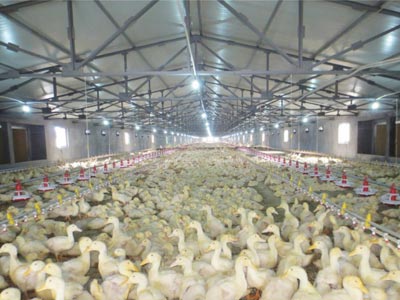 poultry flooring system