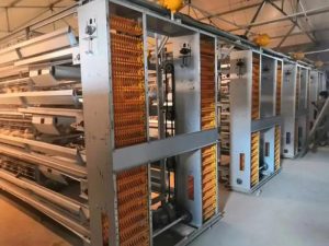 battery cage system in poultry