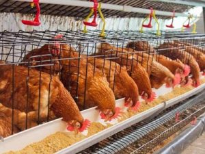 chicken layers cages for sale