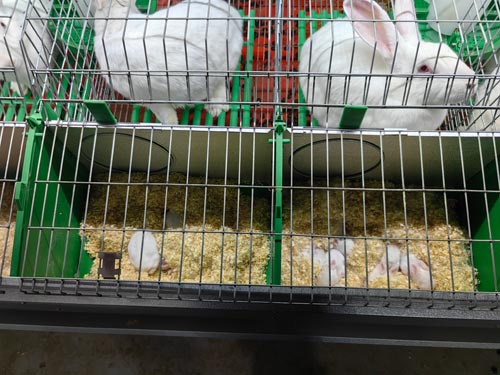 commercial rabbit cage