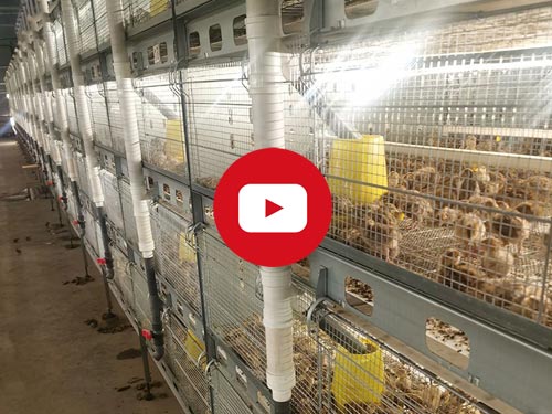 quail cage for sale video