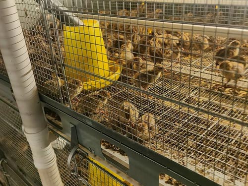 quail stacking cage