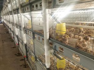 stackable quail cage