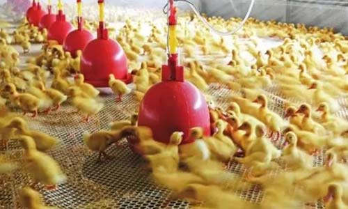 cage free duck farm