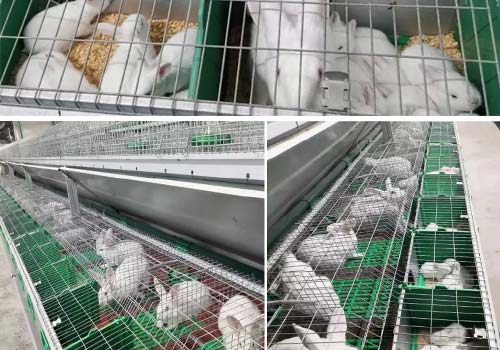 poultry battery cage rabbit