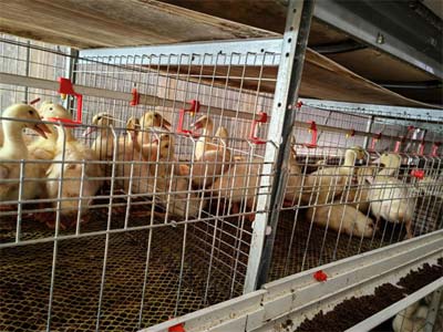 poultry duck cage case