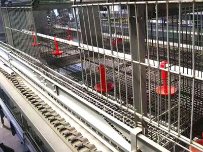 chicken-cage-chain-feeding chicken cage chain feeding