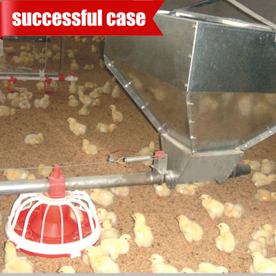 chicken-floor-raising-feed-automatic chicken floor raising feed automatic