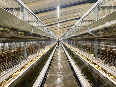 small chicken cage