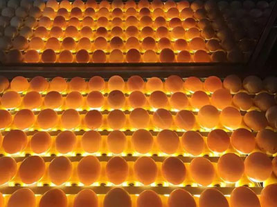 egg-grading-equipment-for-sale egg grading equipment for sale