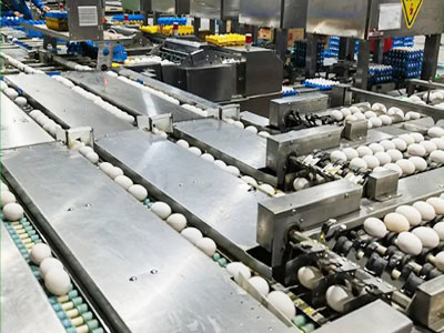 egg-grading-line egg grading line