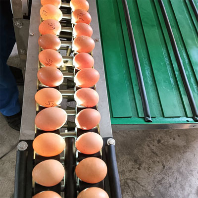 egg-grading-machine-price egg grading machine price