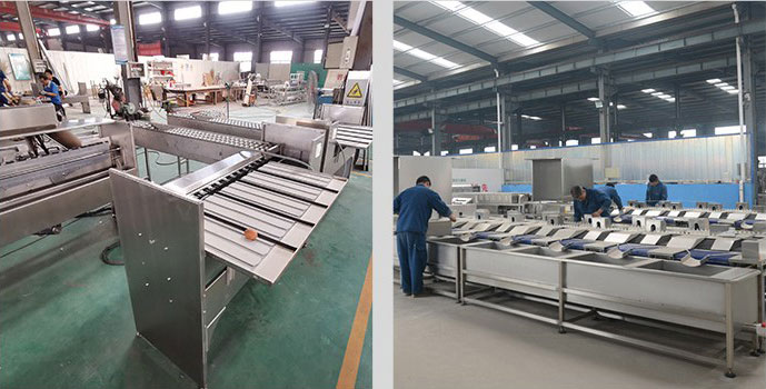 egg-size-sorting-machine