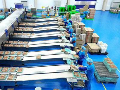 multi-function-egg-grading-packing-line multi function egg grading packing line