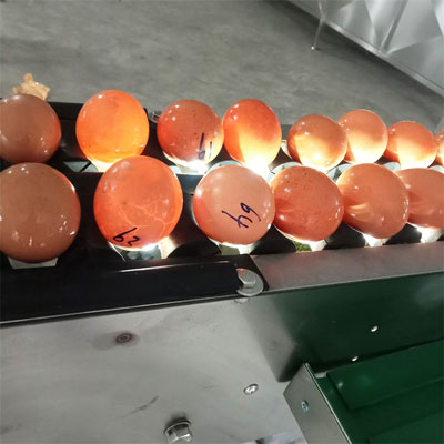 small-scale-egg-grading-machine small scale egg grading machine