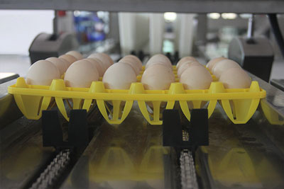 automatic-egg-sorting-machine automatic egg sorting machine