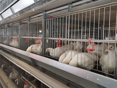 breeder cage