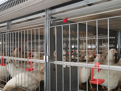 chicken-breeder-cage chicken breeder cage