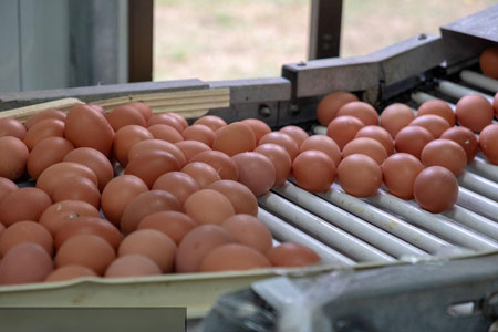 egg handling machine for sale