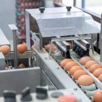 egg sorting machine