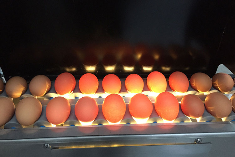 egg-sorting-machine-for-sale egg sorting machine for sale