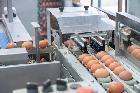 egg sorting machine