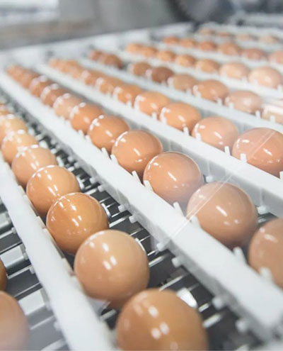 egg-washer egg washer