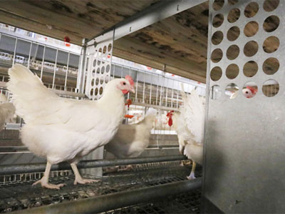 poultry breeding cage