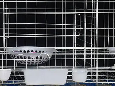 best-cage-for-pigeon best cage for pigeon