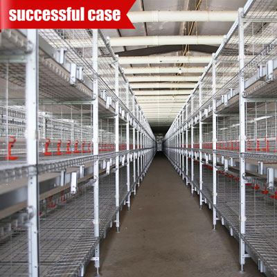 broiler-chicken-cage-successful-case broiler chicken cage successful case